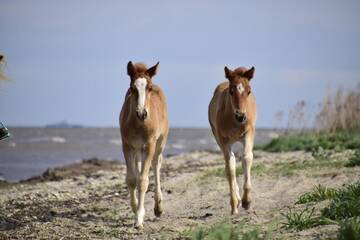 Фото Фермерские дома Tihuse Horsefarm B&amp;B г. Liiva 2